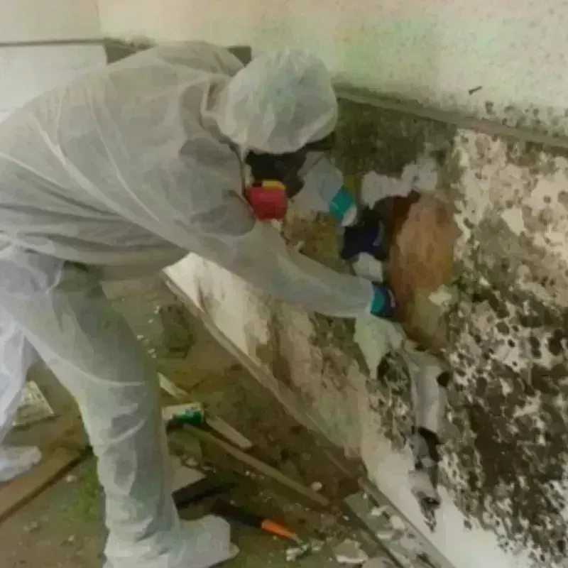 Mold Remediation and Removal in North Eastham, MA